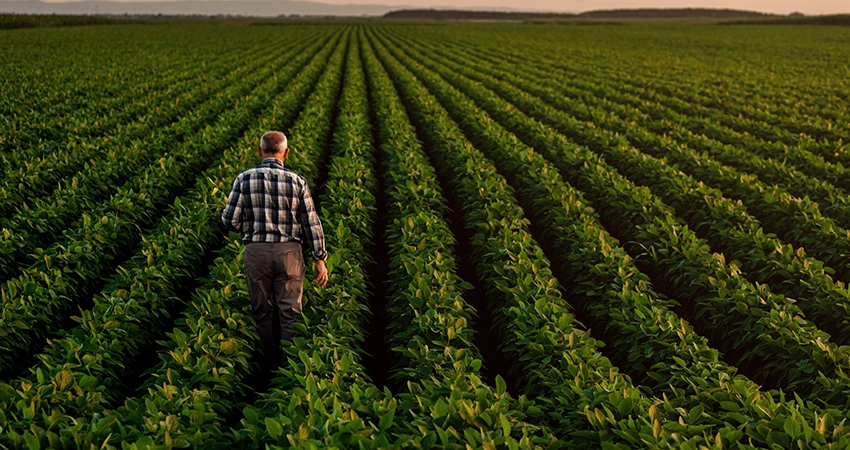 farmer in bean field